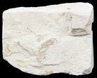 Two Fossil Pea Crabs (Pinnixa) From California - Miocene #57509-1